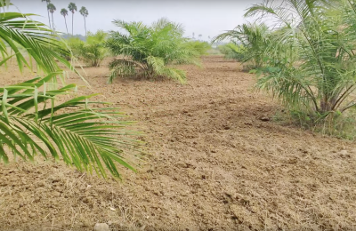 Agriculture Lands for Sale in  Telkapally