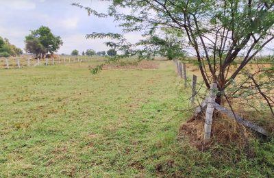 Agriculture Lands for Sale in Nagarjuna Sagar Road