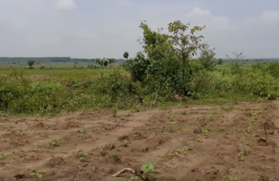 6 Acres Land For Sale in Bellampally