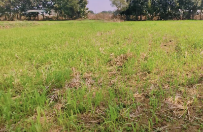 4 Acres Agriculture Lands for Sale in Ranga Reddy District