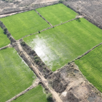 20 acrs Agriculture land for sale in Narmetta