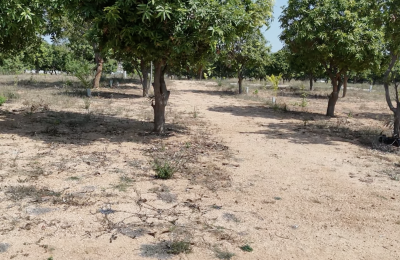 4,5 acrs Agriculture MANGO FORM Land for sale in bommalaramaram