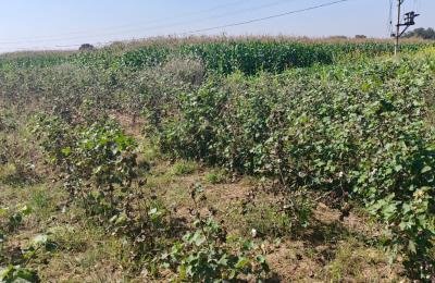 Agriculture Lands for Sale in Bejjanki