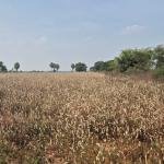 3 Acre's Land For Sale