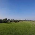 2 Acre's 5 Guntas Land For Sale in Jangaon District