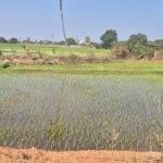 20 Guntas Land For Sale_Siddipet District
