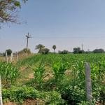 1 acre 30 guntas land for sale at Siddipet district