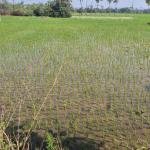 10 Guntas Land For Sale in Siddipet District