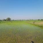 2 Acres land for sale_Nangunur