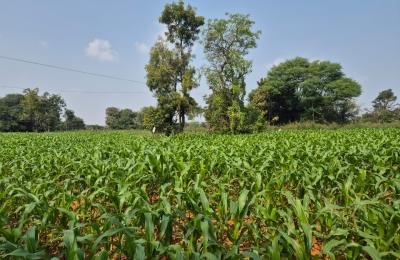 1 Acre Agriculture Land For Sale
